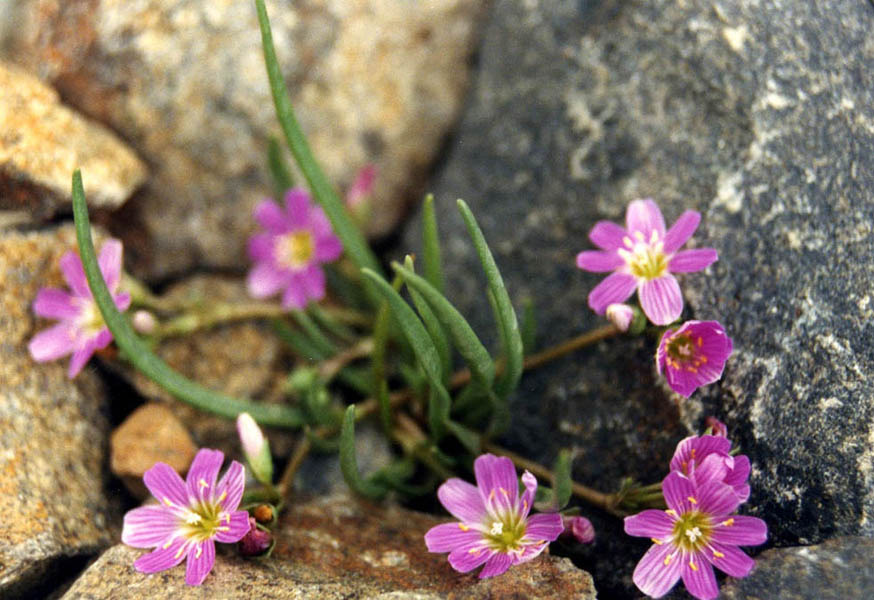 Lewisia pygmaea en fleurs dans une pelouse alpine humide des Rocheuses